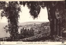 CPA Menton Vue generale prise entre les oliviers 
