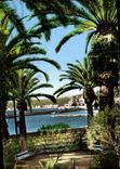 CPA Nice Vue sur le port a travers les palmiers 