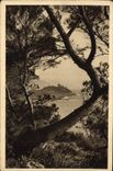 CPA Cote d'Azur Le Cap Ferrat vu a travers les Pins d'Alep 