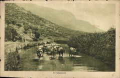 CPA A l'abreuvoir Bœufs