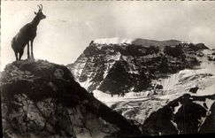 CPA Chamois dans l'Alpe 