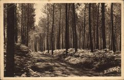 CPA Paysages landais Chemin Muletier entre pins et fourgeres 