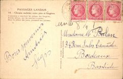 CPA Paysages landais Chemin Muletier entre pins et fourgeres 
