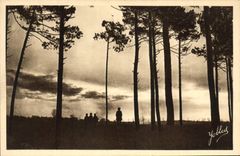 CPA Dans Les Landes de Gascgogne les Pins 