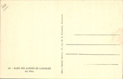 CPA Dans Les Landes de Gascgogne les Pins
