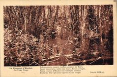 CPA Le Courant d'Huchet La Foret Vierge 