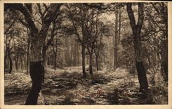 CPA Les Landes de Gascogne Fougeres sous les Chenes lieges a Moliets et Maa