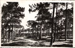 CPA Lacanau Ocean Route dans la Foret Andre Delbeau Grand Bazar du Capitole 