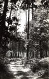 CPA La Lande La Route dans la Foret 