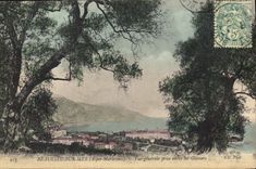 CPA Beaulieu Mer Alper Maritimes Vue Generale prise entre les Oliviers 