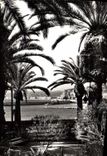 CPA Nice vue sur le port a travers les palmiers 