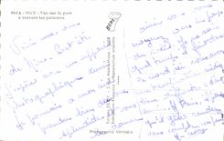 CPA Nice vue sur le port a travers les palmiers 