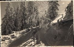 CPA Arbres dans la neige