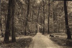 CPA Fontainbleau S et M la Foret ronde de Fontainebleau a Barbizon 