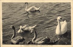 CPA Thonon les Bains les Cygnes 