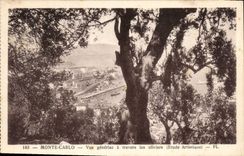 CPA Monte Carlo vue generale a travers les Oliviers Etude Artistique 