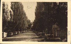 CPA Arles sur Phone Les Alyscamps Allee des Tombeaux 