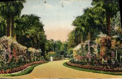 CPA Tarbes Jardin Massey l'Allee des Rosiers 