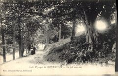 CPA Paysages du Mont Pilat Un joli sous bois 