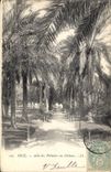 CPA Nice Allee des Palmiers au Chateau 