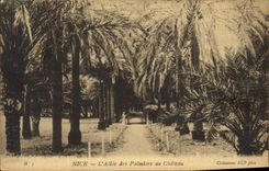 CPA Nice l'Allee des Palmiers au Chateau 