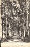 CPA Cannes Ile Sainte Marguerite la Grande Allee d'Eucalyptus 