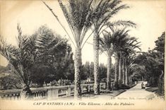 CPA Cap d'Antibes A M Villa Eilenroc Allee des Palmiers 