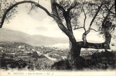 CPA Menton Sous les Oliviers 