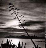 CPA La Cote d'Azur Cannes Coucher de Soleil dans l'Esterel 