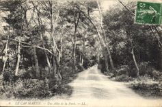 CPA Le Cap Martin Une Allee de la Foret 