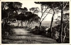 CPA La Cote d'Azur Le Chemin sous les Pins 