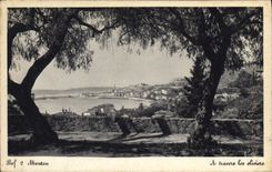 CPA Menton A travers les Oliviers 