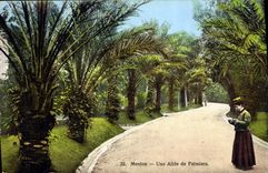 CPA Menton Une Allee de Palmiers 