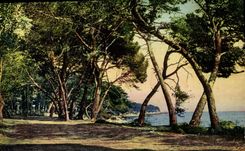 CPA Ile Sainte Marguerite Allee sous bois 