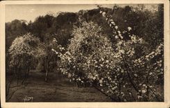 CPA Normandie Pommiers en fleurs 