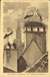 CPA Les Cigognes a Strasbourg 