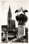 CPA Strasbourg Les Cigognes 