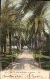 CPA Nice Allee des Palmiers au Chateau 