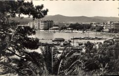 CPA le Lavandou vu a travers les Mimosas et les Palmiers 