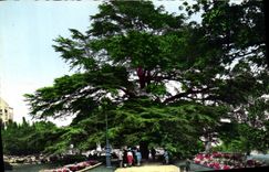 CPA Rennes Ille et Vilaine Jardin du Thabor Le Cedre 