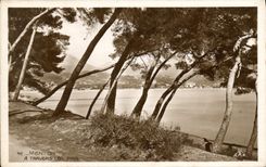 CPA Menton A Travers les Pins 