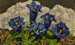 CPA Fleurs Gentiane a tige courte