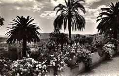 CPA Grasse Sa Vegetation exotique au fond la Mediterranee 