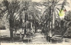 CPA Nice Promenade du Chateau Allee de Palmiers 