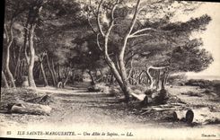 CPA Ile Sainte Marguerite Une Allee de Sapins 