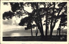 CPA Juan les Pins Contre jour sur la Pinede 
