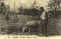 REPRO En Perigord la Recherche des Truffes L'Arret cochon porc