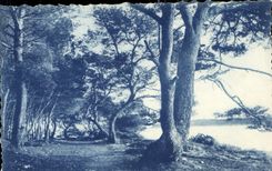 CPA Sous bois aux Iles de Lerins 