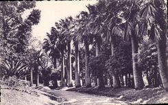 CPA Le Vegetation sur la Cote d'Azur Allee des Dattiers 