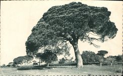 CPA La Cote d'Azur Etude de Pins Parasols 